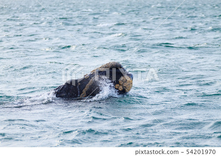 Whale watching from Valdes Peninsula,Argentina. 54201970
