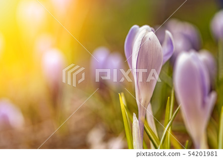 Beautiful flowers in sunny light. 54201981