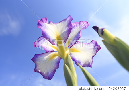 Horikiri Gion up of the blue sky and Hanashobu 54202037