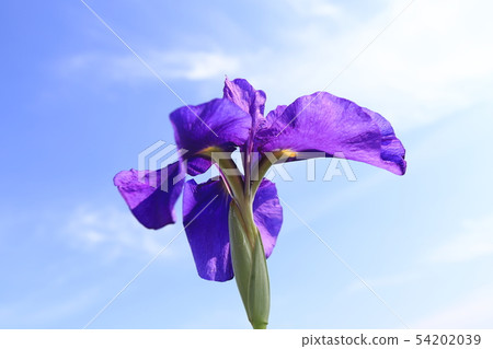 Horikiri Gion起來的藍天和Hanashobu 54202039