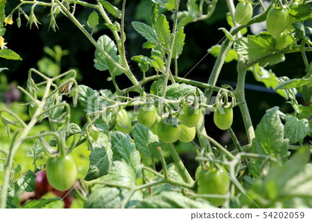 tomato tomato 54202059