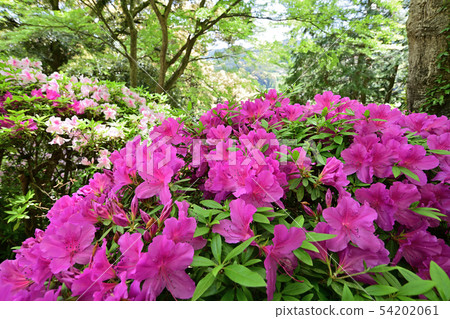 Azaleas in full bloom Azaleas in full bloom 54202061