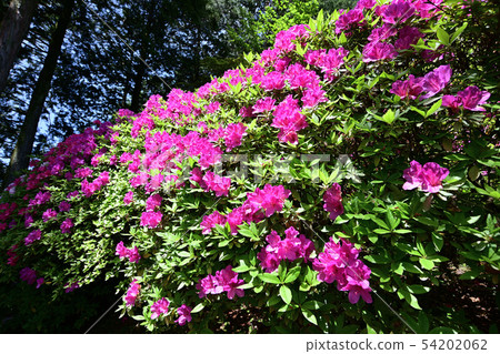 Azaleas in full bloom Azaleas in full bloom 54202062