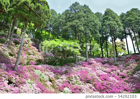 Azaleas in full bloom Azaleas in full bloom 54202103