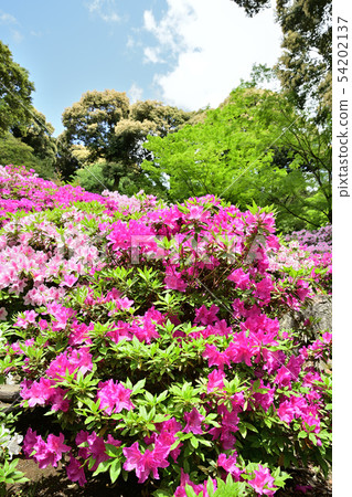 Azaleas in full bloom Azaleas in full bloom 54202137