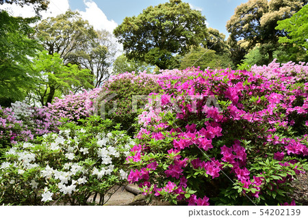 Azaleas in full bloom Azaleas in full bloom 54202139