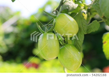 tomato 54202188