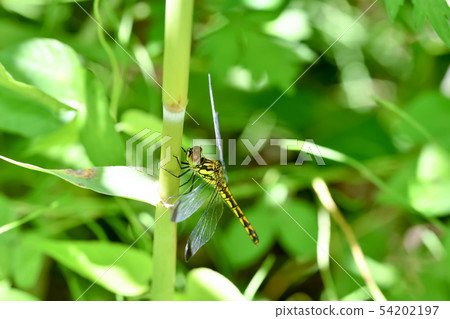 Female of Mayutateakane Female of Mayutateakane 54202197