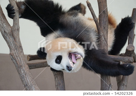 貓熊 貓熊 54202326