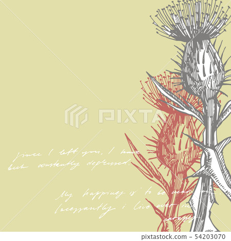 Thistle or daisy flower. Botanical illustration. Good for cosmetics, medicine, treating 54203070