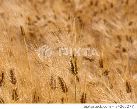 Golden barley field Golden barley field 54203277