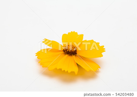 Top view of yellow flower for design isolated Top view of yellow flower for design isolated 54203480