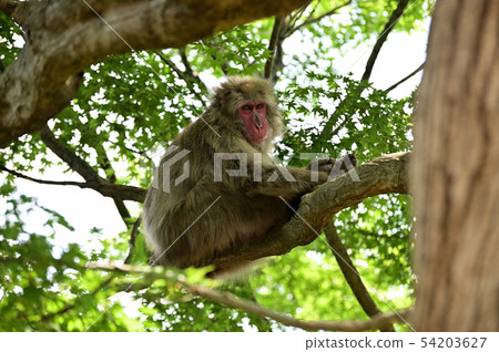 Japanese monkey sitting on a tree Japanese monkey sitting on a tree 54203627