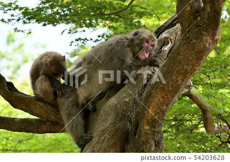 Japanese macaque on a tree Arashiyama Monkey Park Iwatayama Japanese macaque on a tree Arashiyama Monkey Park Iwatayama 54203628