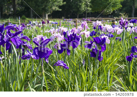 北山公園開花時 54203978