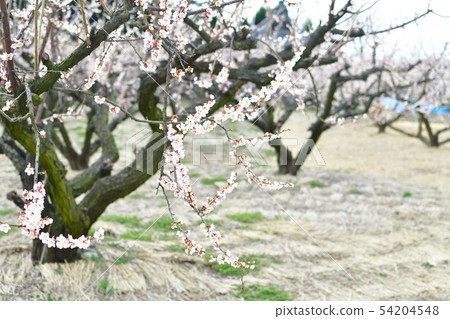 Plums of Ume no Sato street (Niigata Prefecture) 54204548
