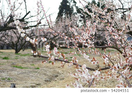 Ume no Sato街（新潟縣）的李子 54204551