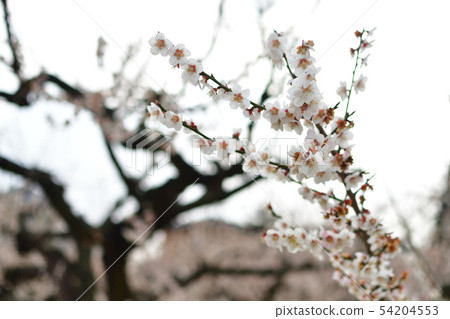 Plums of Ume no Sato street (Niigata Prefecture) 54204553
