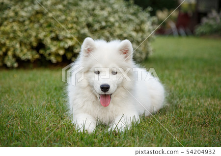 White puppy Samoyed husky 54204932