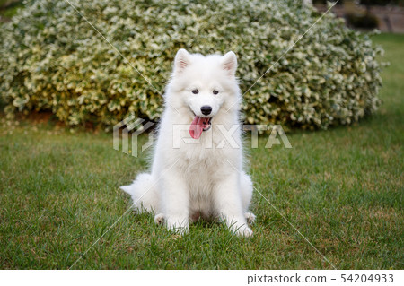White puppy Samoyed husky 54204933
