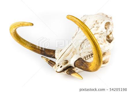 Warthog skull on white Warthog skull on white 54205198