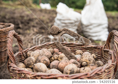 The wicker basket is filled with freshly dug potatoes, close up. On basket there is hoe - hand tools 54205516