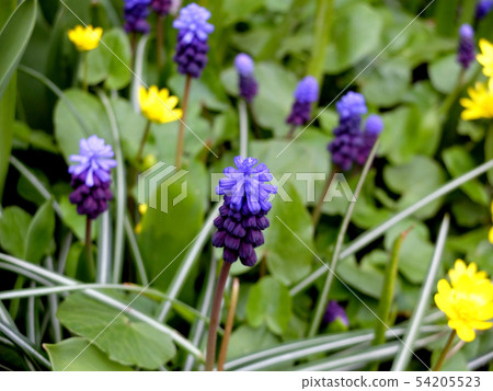 Blue and yellow flowers in the meadow close up Blue and yellow flowers in the meadow close up 54205523