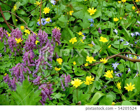 Purple and yellow flowers  in the foliage 54205524