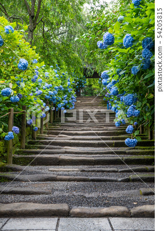 Meizukiin Yamamoto hydrangea 54205815
