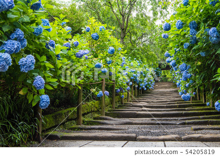 Meizukiin Yamamoto繡球花 Meizukiin Yamamoto繡球花 54205819