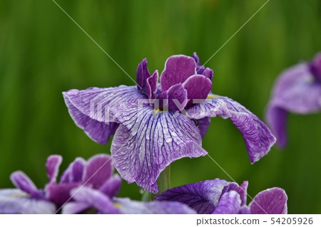 Rain and Iris Rain and Iris 54205926
