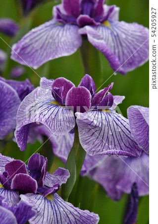 Rain and Iris Rain and Iris 54205927