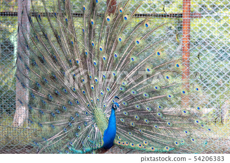 孔雀,印第安孔雀 孔雀,印第安孔雀 54206383