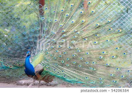 孔雀，印第安孔雀 54206384