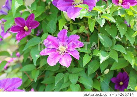 鐵線蓮花 54206714