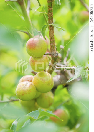 Change of color of plum (vertical) 54206736