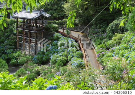 Kyoto Zenzoji Ajikenen 54206810
