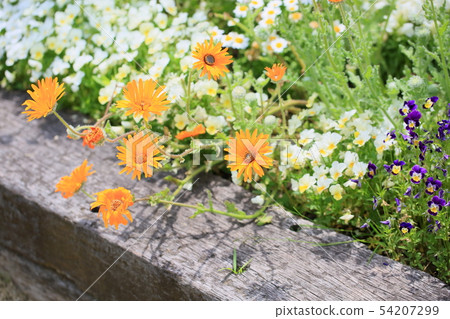 Benigeum花 Benigeum花 54207299