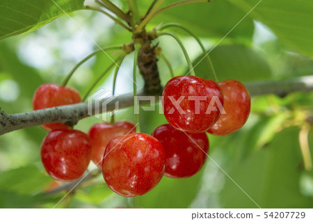 Cherry Sato Nishiki 54207729