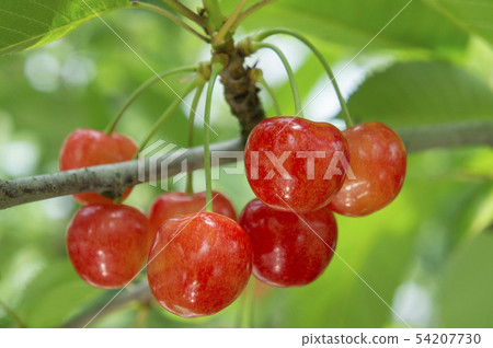 Cherry Sato Nishiki 54207730