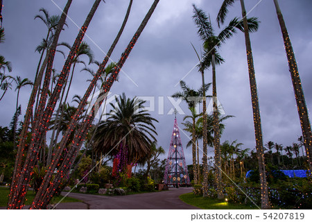 Okinawa Winter Southeastern Botanical Garden Illuminated Christmas Tree 54207819