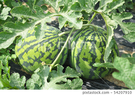 Watermelon field 54207910