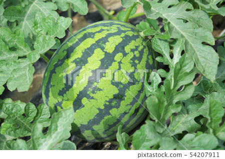 すいか畑 すいか畑 54207911