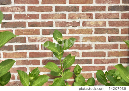 Brick and fresh green background material 54207986