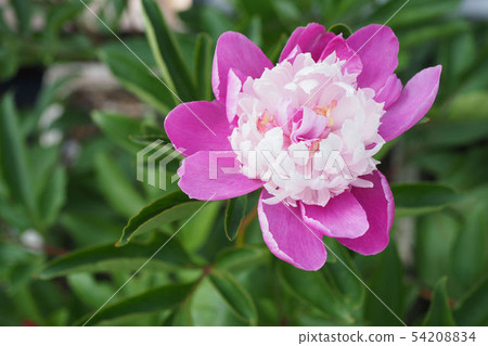 Peony root Peony root 54208834