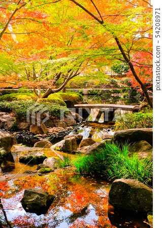 Daejeon black park, autumn leaves 54208971