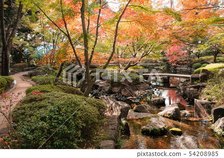 Daejeon black park, autumn leaves 54208985