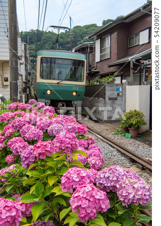 Kamakura Shiyohana到Enoden Haseya站 Kamakura Shiyohana到Enoden Haseya站 54209077