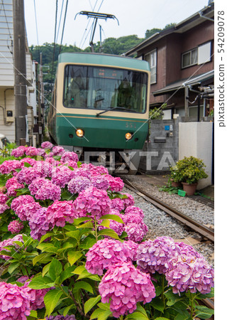 Kamakura Shiyohana到Enoden Haseya站 Kamakura Shiyohana到Enoden Haseya站 54209078
