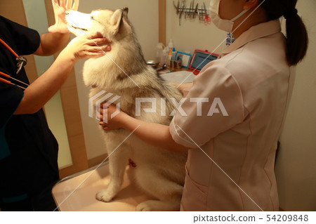 Pet Clinic 54209848